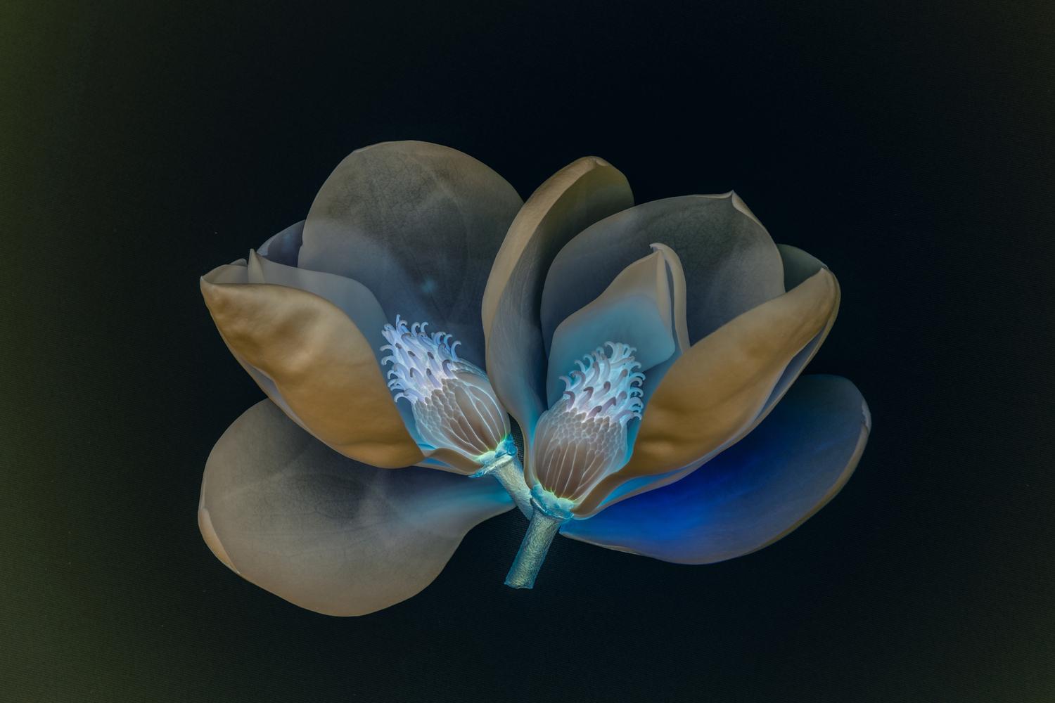 Magnolia I