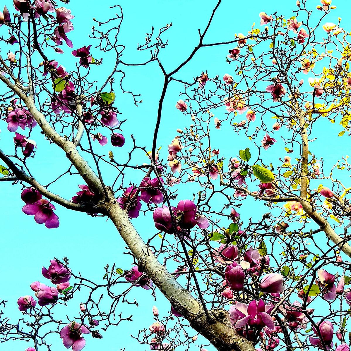 Magnolia II
